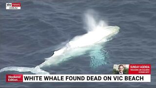 Rare albino whale washed up on Victorian beach