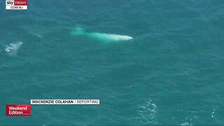 Rare albino whale washed up on Victorian beach