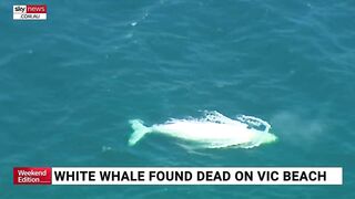 Rare albino whale washed up on Victorian beach