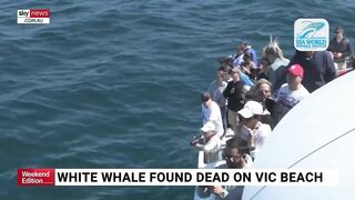 Rare albino whale washed up on Victorian beach