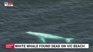 Rare albino whale washed up on Victorian beach