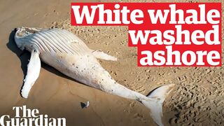 Drone footage of white whale washed up on remote Australian beach