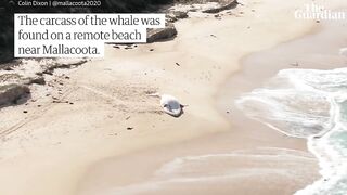 Drone footage of white whale washed up on remote Australian beach