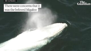 Drone footage of white whale washed up on remote Australian beach