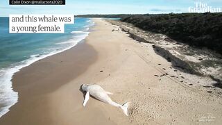 Drone footage of white whale washed up on remote Australian beach