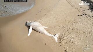 Drone footage of white whale washed up on remote Australian beach