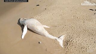 Drone footage of white whale washed up on remote Australian beach