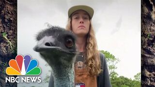 Florida Emu Finds Fame On TikTok