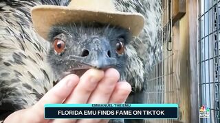 Florida Emu Finds Fame On TikTok