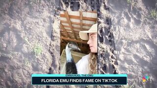 Florida Emu Finds Fame On TikTok