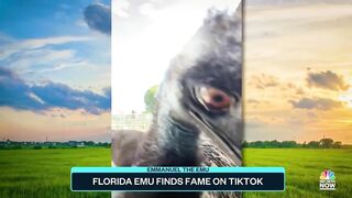 Florida Emu Finds Fame On TikTok