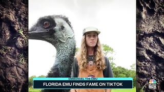 Florida Emu Finds Fame On TikTok