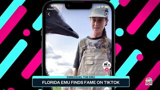 Florida Emu Finds Fame On TikTok