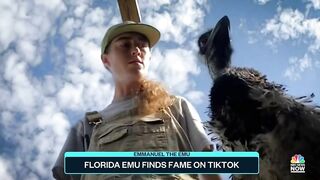 Florida Emu Finds Fame On TikTok