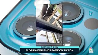 Florida Emu Finds Fame On TikTok