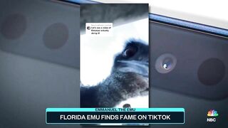 Florida Emu Finds Fame On TikTok