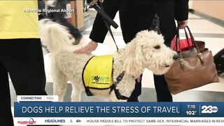 Your Health Matters: Dogs help relieve the stress of travel