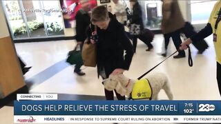 Your Health Matters: Dogs help relieve the stress of travel