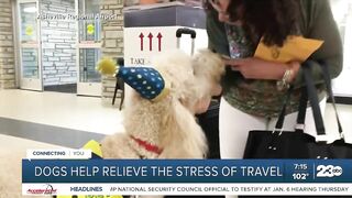 Your Health Matters: Dogs help relieve the stress of travel