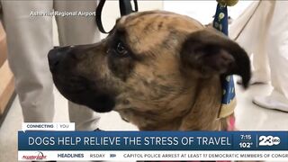 Your Health Matters: Dogs help relieve the stress of travel