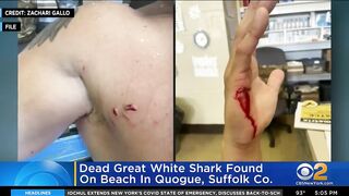 Dead Great White shark found on beach in Quogue, Suffolk County