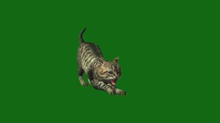 Green Screen Video|Chroma Key|Cat|Cat See Left|Cat Stretching|Cat Sit Down