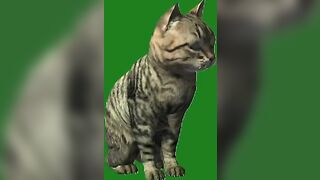 Green Screen Video|Chroma Key|Cat|Cat See Left|Cat Stretching|Cat Sit Down