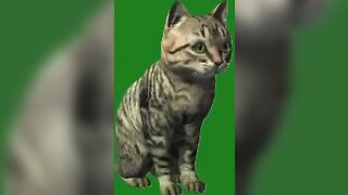 Green Screen Video|Chroma Key|Cat|Cat See Left|Cat Stretching|Cat Sit Down