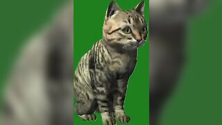 Green Screen Video|Chroma Key|Cat|Cat See Left|Cat Stretching|Cat Sit Down