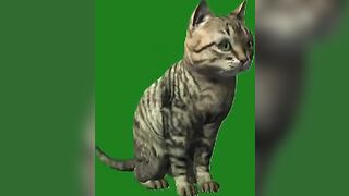 Green Screen Video|Chroma Key|Cat|Cat See Left|Cat Stretching|Cat Sit Down