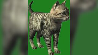 Green Screen Video|Chroma Key|Cat|Cat See Left|Cat Stretching|Cat Sit Down