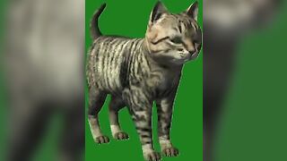 Green Screen Video|Chroma Key|Cat|Cat See Left|Cat Stretching|Cat Sit Down