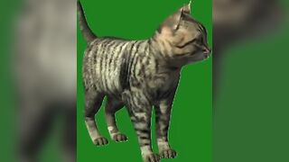 Green Screen Video|Chroma Key|Cat|Cat See Left|Cat Stretching|Cat Sit Down