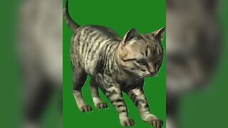 Green Screen Video|Chroma Key|Cat|Cat See Left|Cat Stretching|Cat Sit Down