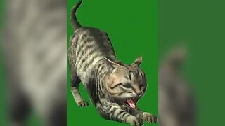 Green Screen Video|Chroma Key|Cat|Cat See Left|Cat Stretching|Cat Sit Down