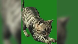 Green Screen Video|Chroma Key|Cat|Cat See Left|Cat Stretching|Cat Sit Down