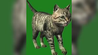 Green Screen Video|Chroma Key|Cat|Cat See Left|Cat Stretching|Cat Sit Down