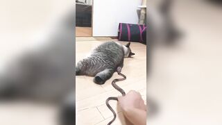 びっくりする猫