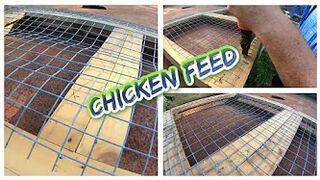 STRETCHING YOUR CHICKEN FEED PT.5 || CHICKEN RAISED BED