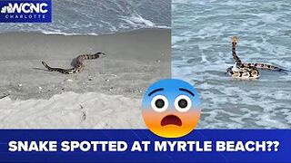 Snake slithers along shore of South Carolina beach