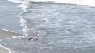 Snake slithers along shore of South Carolina beach