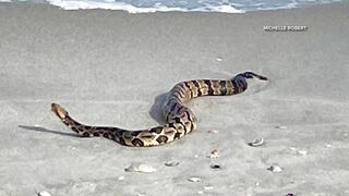 Snake slithers along shore of South Carolina beach