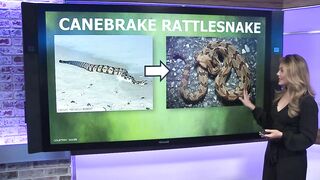 Snake slithers along shore of South Carolina beach