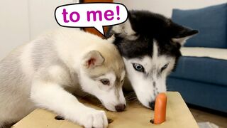 The Puppy Defeated My Husky Dog In Catching Sausages! Hot Dog Challenge