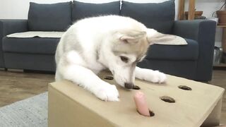 The Puppy Defeated My Husky Dog In Catching Sausages! Hot Dog Challenge