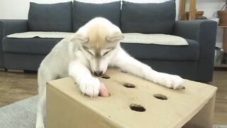 The Puppy Defeated My Husky Dog In Catching Sausages! Hot Dog Challenge