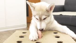 The Puppy Defeated My Husky Dog In Catching Sausages! Hot Dog Challenge