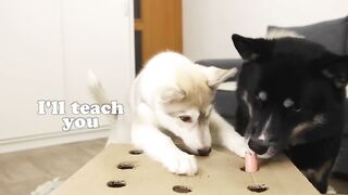 The Puppy Defeated My Husky Dog In Catching Sausages! Hot Dog Challenge