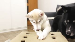 The Puppy Defeated My Husky Dog In Catching Sausages! Hot Dog Challenge