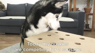 The Puppy Defeated My Husky Dog In Catching Sausages! Hot Dog Challenge